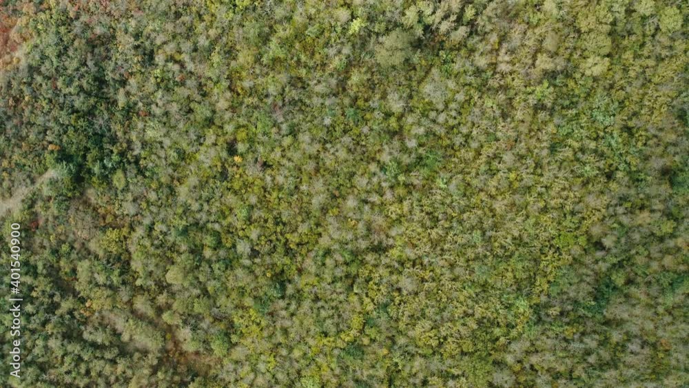 Aerial view of an autumn forest. Aerial view of an autumn forest.