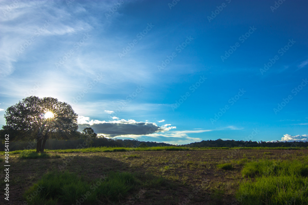 landscape with trees and blue sky
