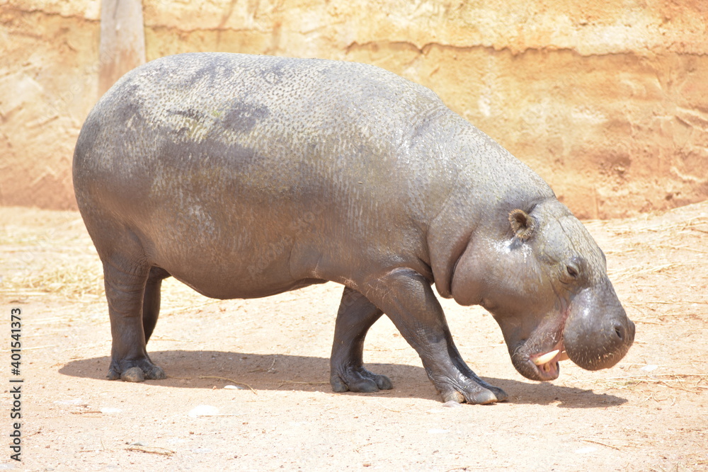 Happy Hippo Happy Hippo