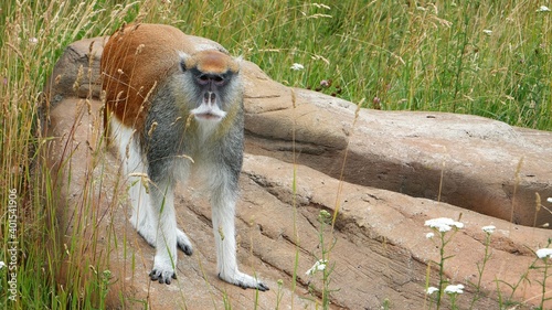  Erythrocebus patas stands on a stone.