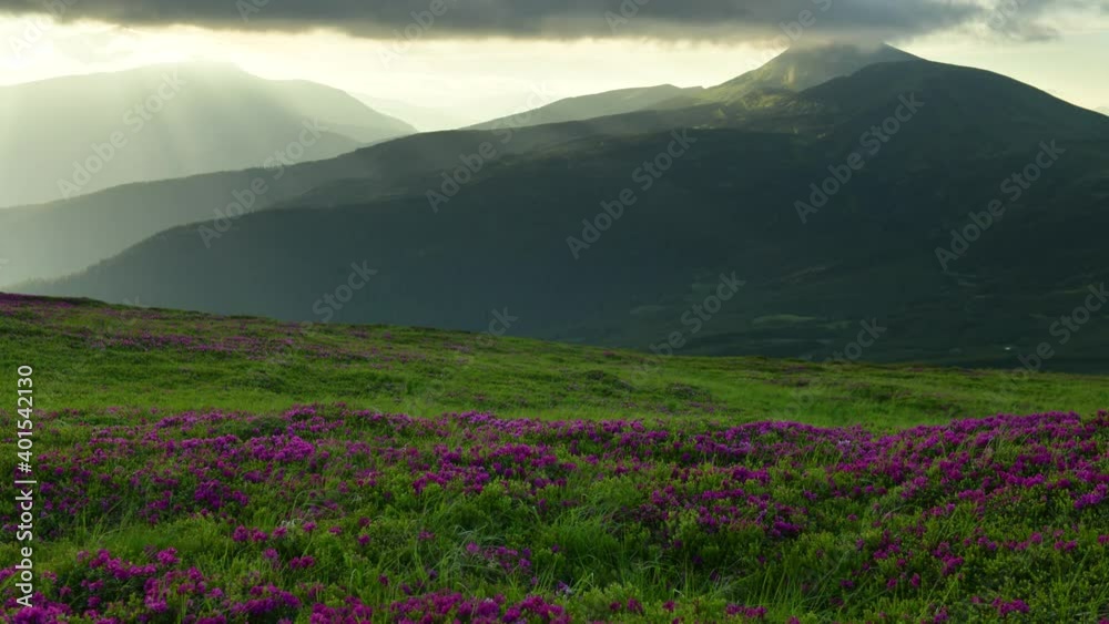 Time lapse of beautiful sunset with rhododendron flowers covered mountains meadow in summer time. Beauty light with sunbeams glowing on a foreground. UHD 4k video Time lapse of beautiful sunset with rhododendron flowers covered mountains meadow in summer time. Beauty light with sunbeams glowing on a foreground. UHD 4k video