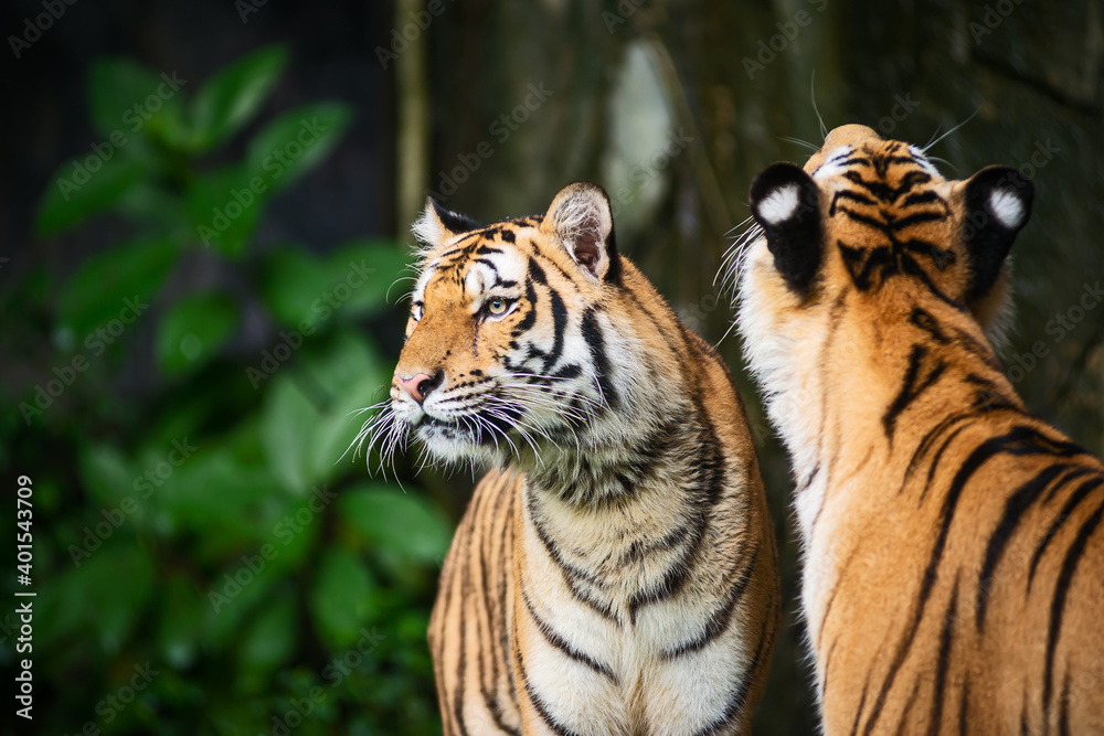 Obraz premium Two tiger stands to look at something with interest.