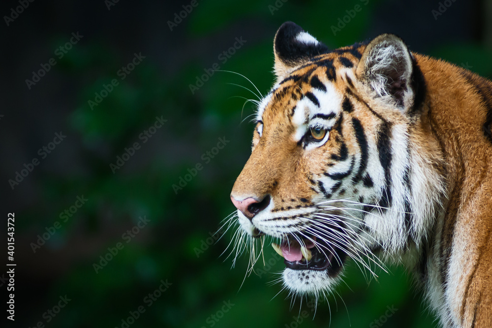 Fototapeta premium Photos of tiger naturally.