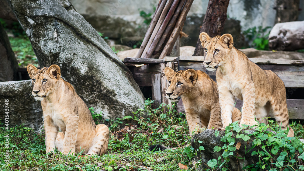 Three Lion cubs stand looking at interesting things. Three Lion cubs stand looking at interesting things.