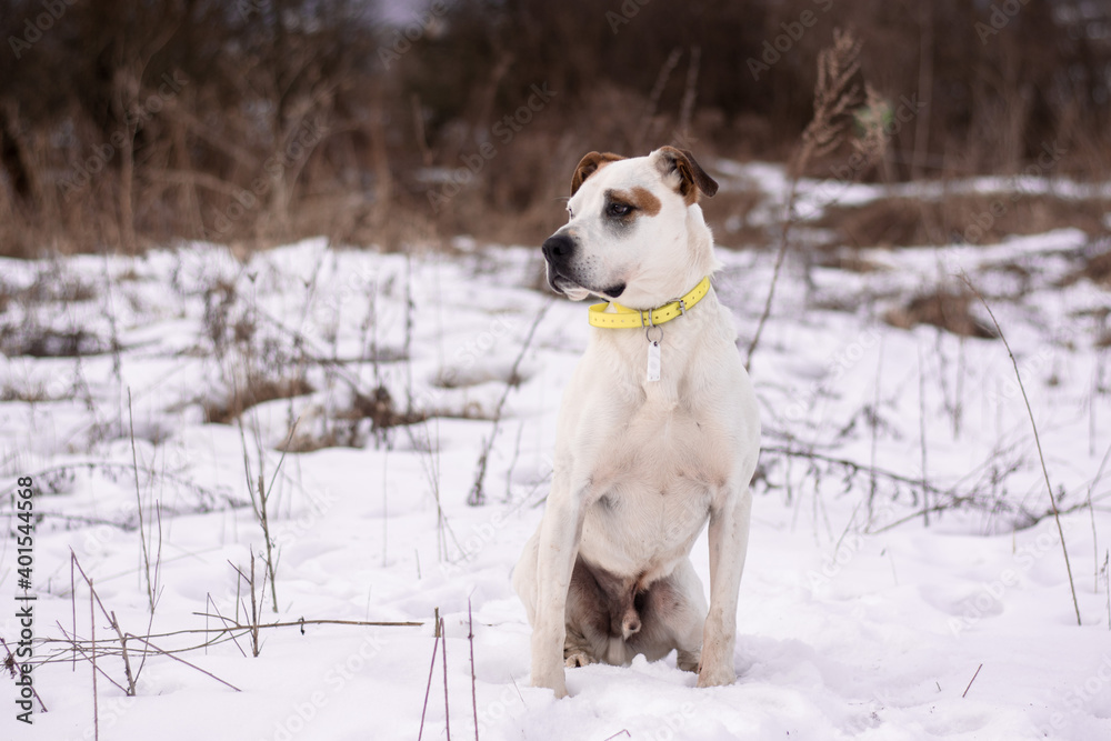Beautiful american pitbull terrier with ecollar, dog winter portrait Beautiful american pitbull terrier with ecollar, dog winter portrait