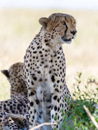 Image of the famous cheetah's the musketeers in Masai Mara