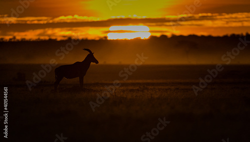 African animals at sunrise © Ruzdi