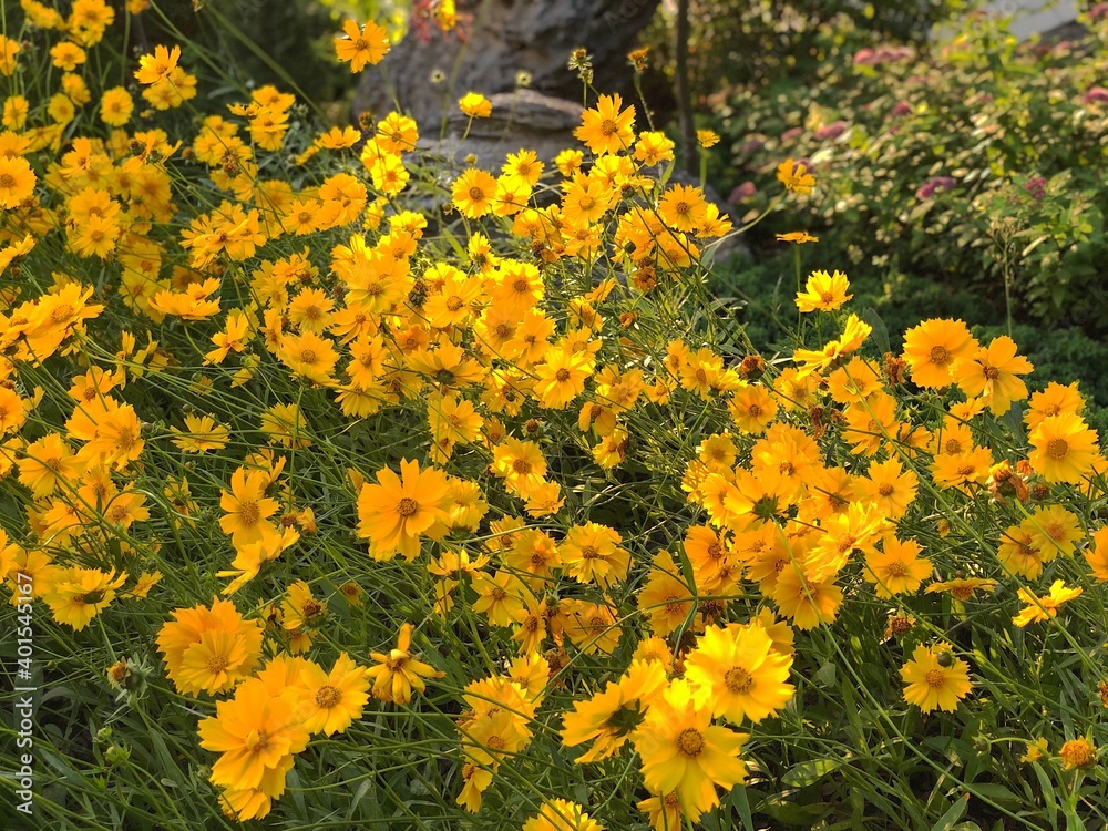 yellow flowers in the garden yellow flowers in the garden