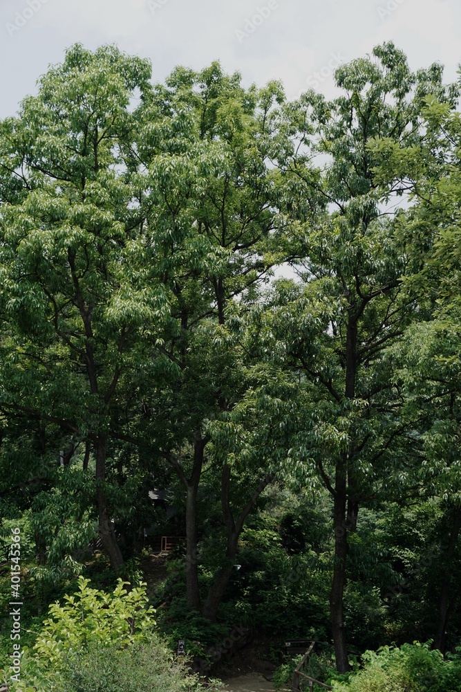 trees in the forest