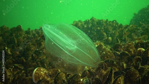 (Mnemiopsis leidyi) the warty comb jelly or sea walnut, is a species of tentaculate ctenophore, Black Sea photo