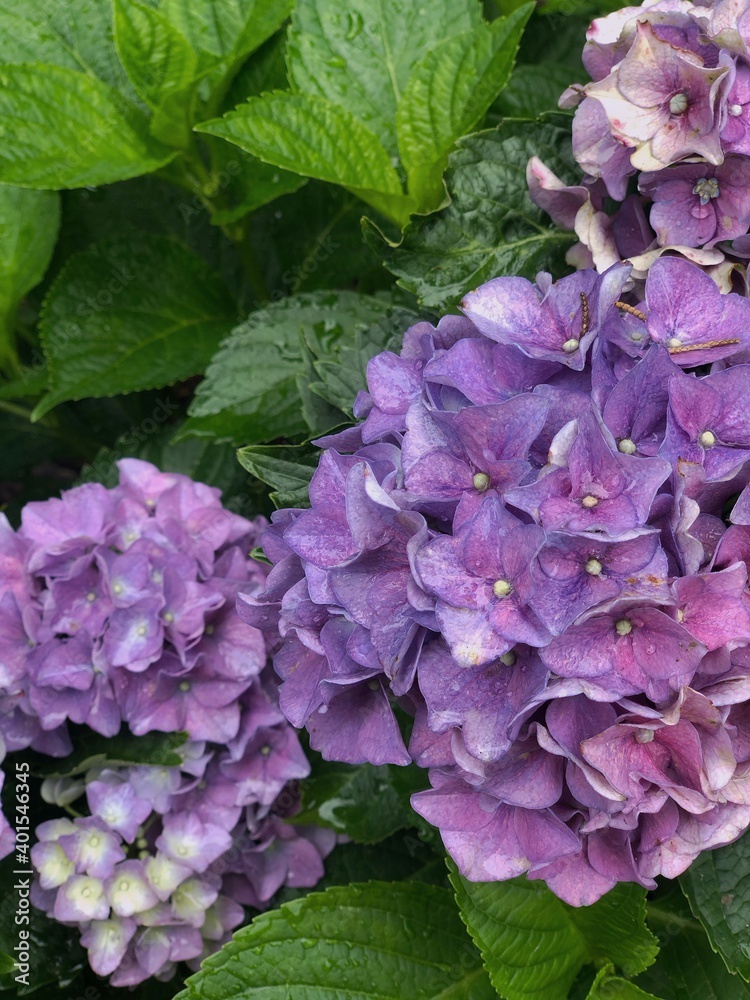 purple cabbage in the garden