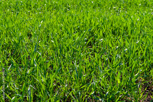 Winter rye or wheat.Sunlit green grass texture.
