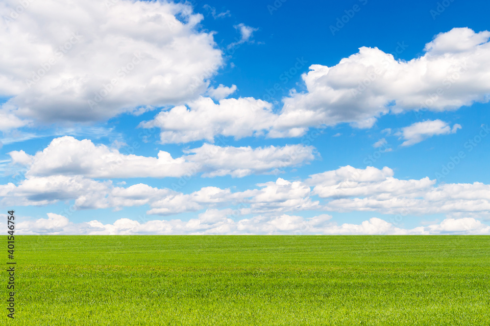 Spring field of winter wheat or rye. A beautiful green field stretches into perspective under a blue high sky with white clouds.