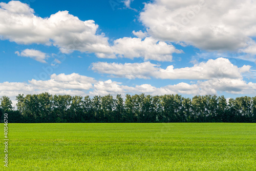 A beautiful green field under a blue sky with white clouds. Spring landscape. Spring field of winter wheat or rye.