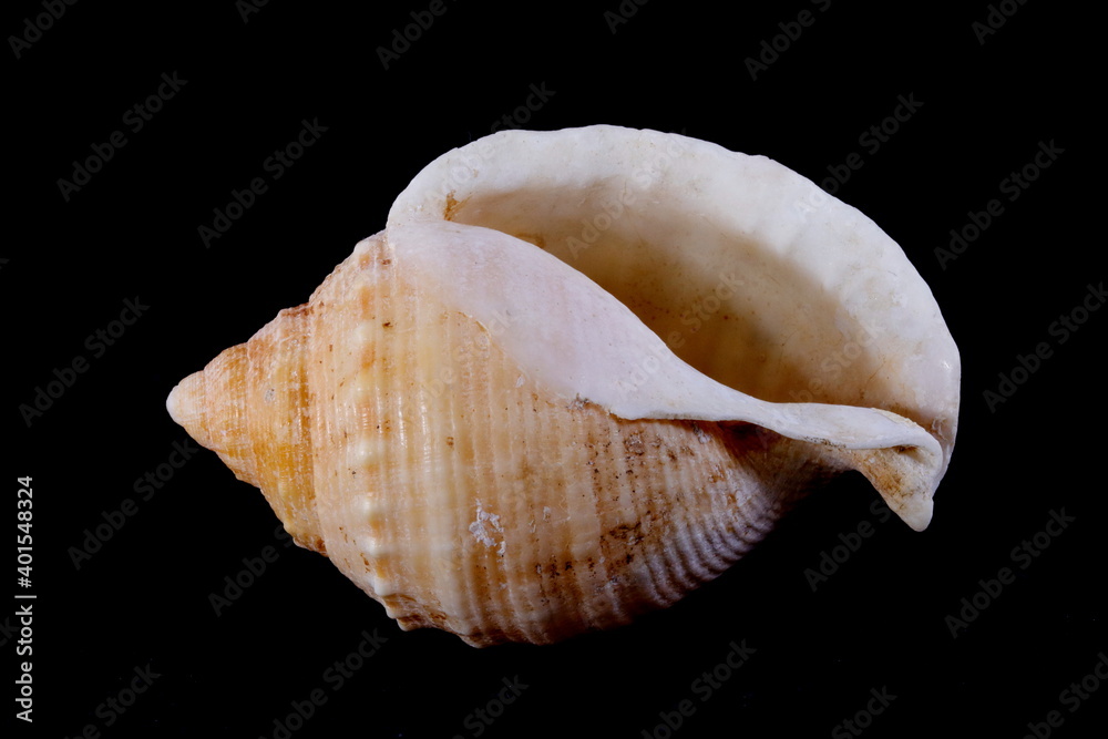 conch with black background. Exoeskeleton of a snail conch with black background. Exoeskeleton of a snail