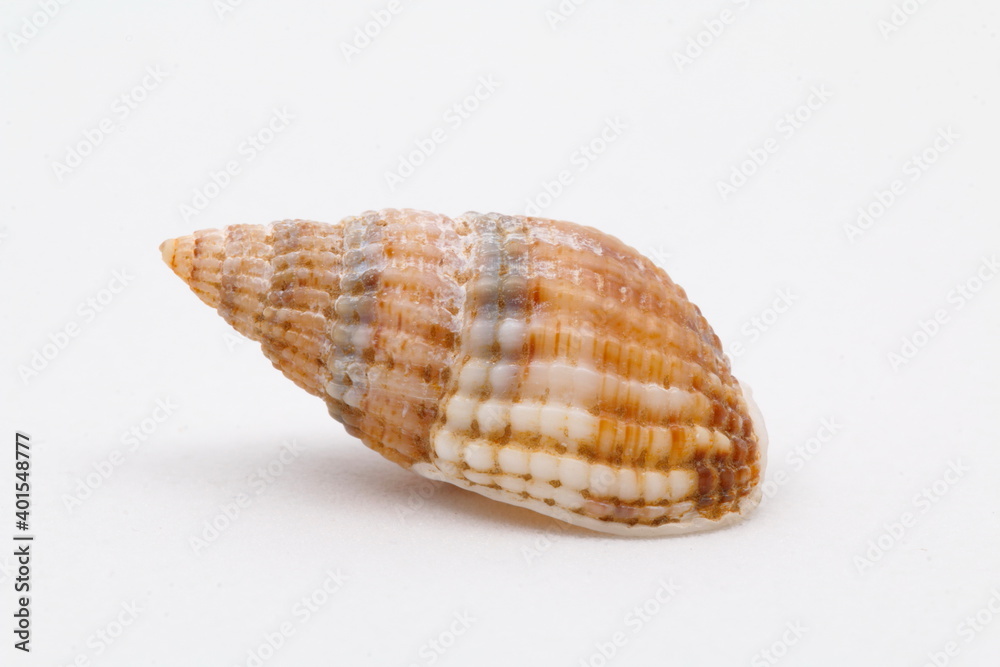 conch with white background. Exoeskeleton of a snail conch with white background. Exoeskeleton of a snail