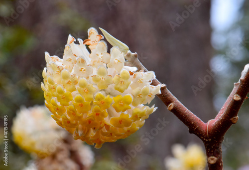 Paperbush Flower Bulb 01 photo