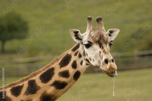 giraffe in the zoo