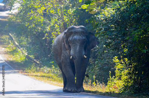  Wild Elephants In Asian countries you will find them in sanctuaries at national parks or conservation centres. Walk for a living on the road that cuts into the big forest. It is dangerous and should  © wannachart