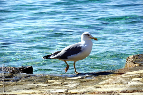 A sea gull on a rocky shore behind which is a blue sea shore