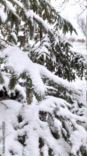 snow covered trees