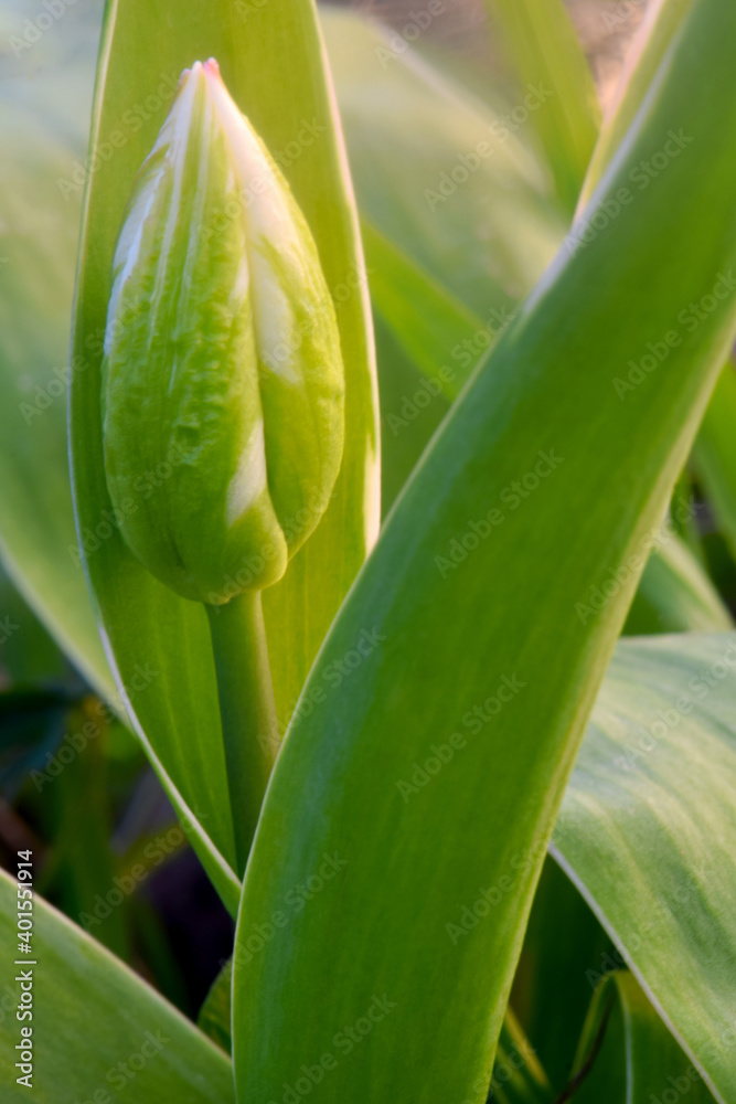 Tulip Emperor 04 Tulip Emperor 04