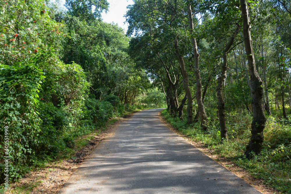 Path through a green forest