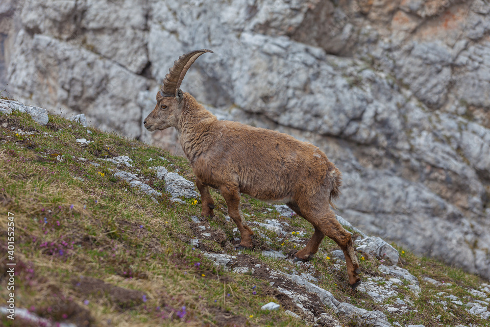 Young ibex walking on a meadow, Dolomites, Italy. High mountain wild animal life. Lateral shot Young ibex walking on a meadow, Dolomites, Italy. High mountain wild animal life. Lateral shot