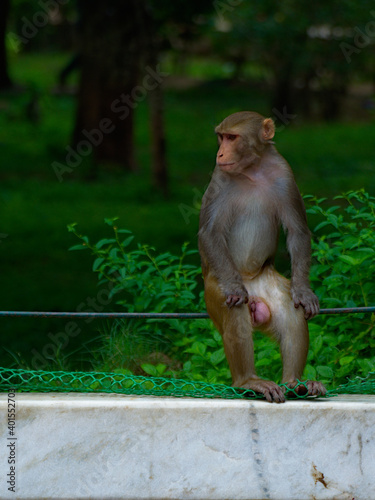 scimmie indiane © Gaetano