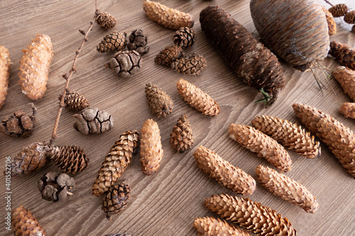 Various of Coniferous tree cones on a wooden background