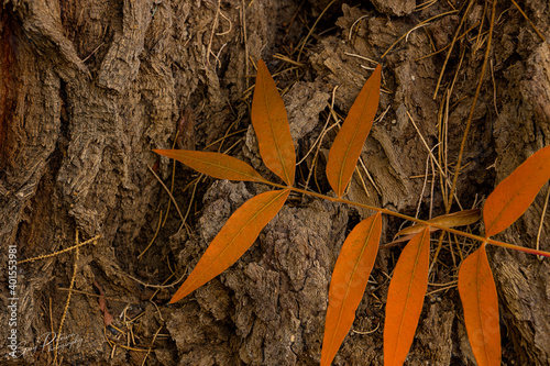 Laeve on bark photo