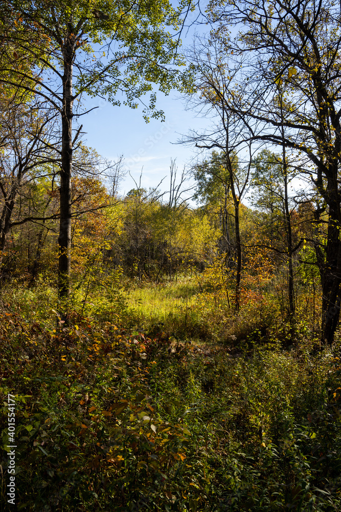 Fototapeta premium view between trees during autumn in the forest