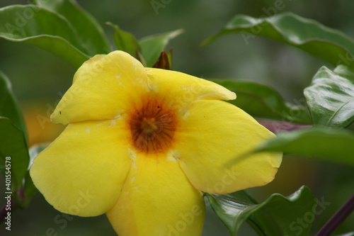 yellow flower