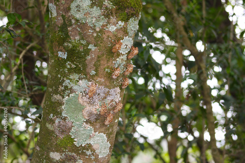 Cicada skin on the tree