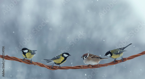  funny birds Tits and sparrows sitting on a beautiful branch in a winter snow garden © nataba