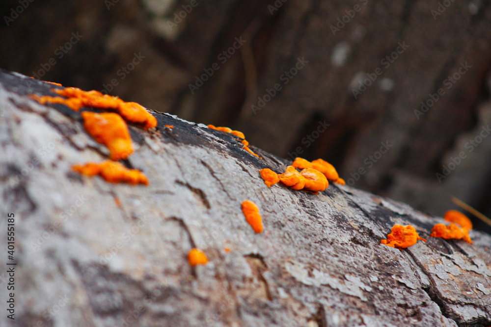 orange lichen on a tree trunk orange lichen on a tree trunk
