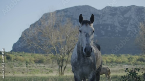 Young and beautiful brown horse eating fresh grass in the field next to Pic saint loup in south of France photo