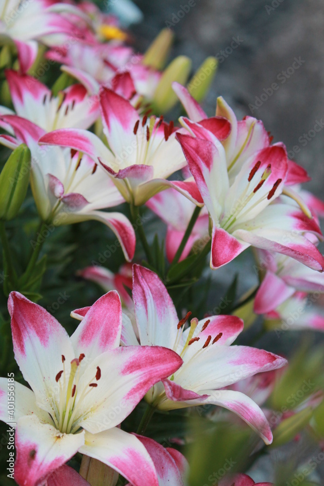 pink lily flower