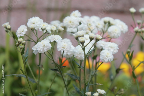 flowers in the garden