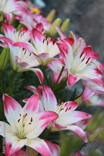 pink lily flower