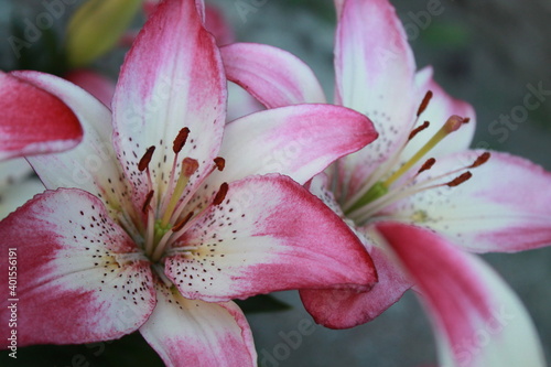 pink lily flowers
