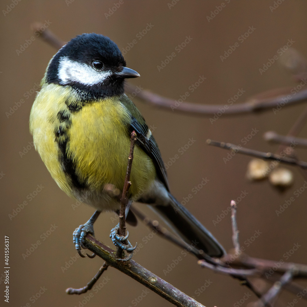 Fototapeta premium Kohlmeise (parus major)