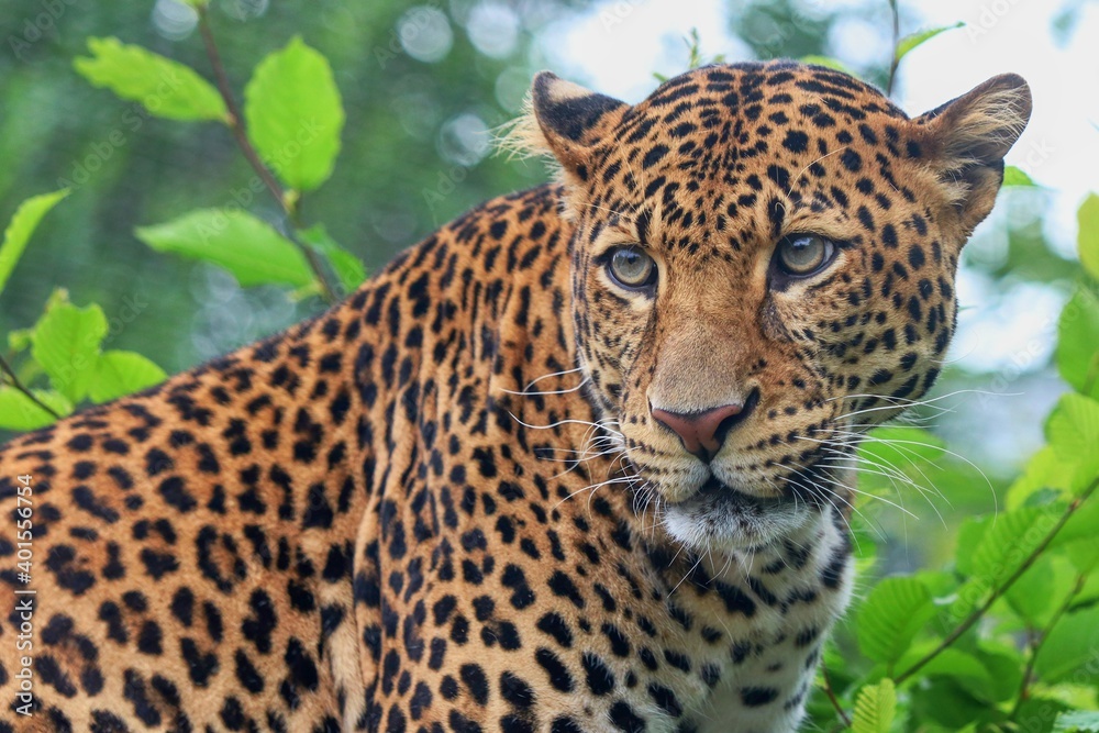leopard in the zoo leopard in the zoo