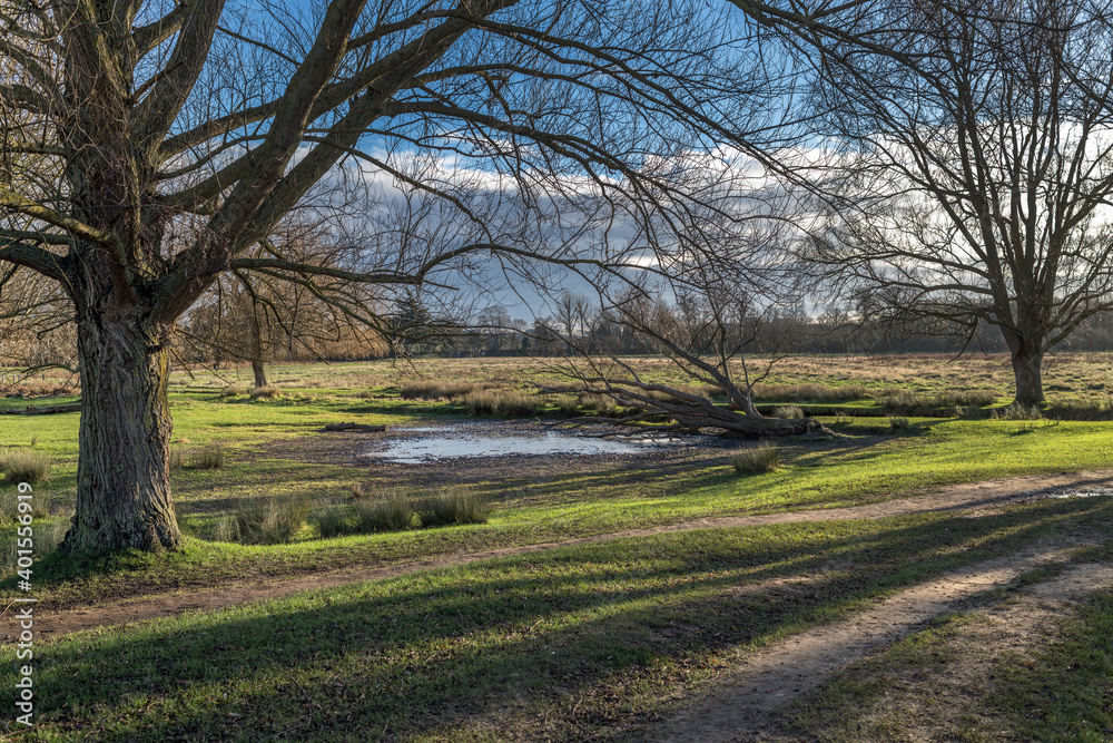 long shadows at Bushy Park