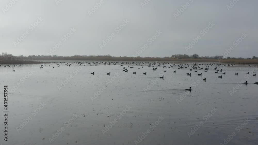 Drone shot flying above the swamp in Camargues with Foulque macroule birds in the background Drone shot flying above the swamp in Camargues with Foulque macroule birds in the background