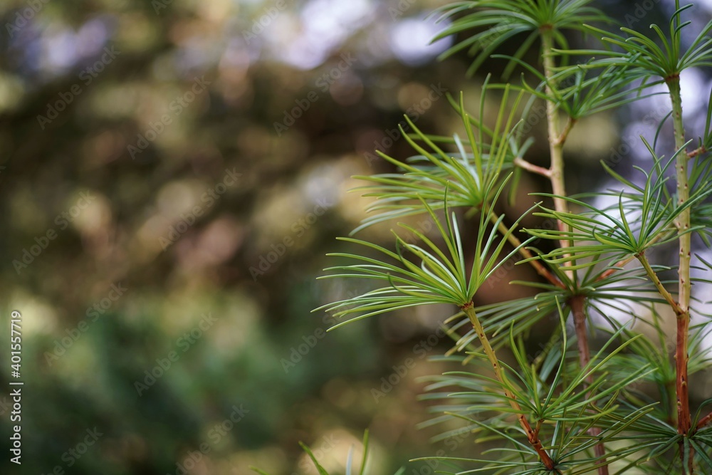 August in the garden, branches and needles of umbrella-pine August in the garden, branches and needles of umbrella-pine