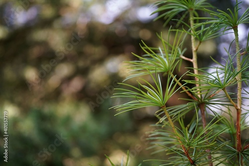 August in the garden, branches and needles of umbrella-pine