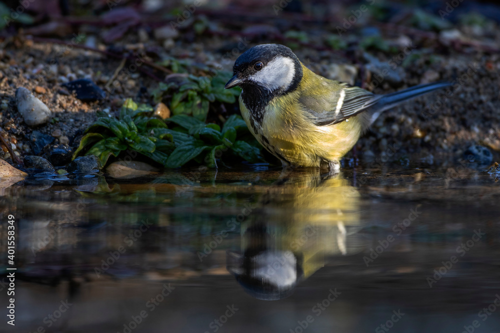 Obraz premium Kohlmeise (parus major) am Vogelbad