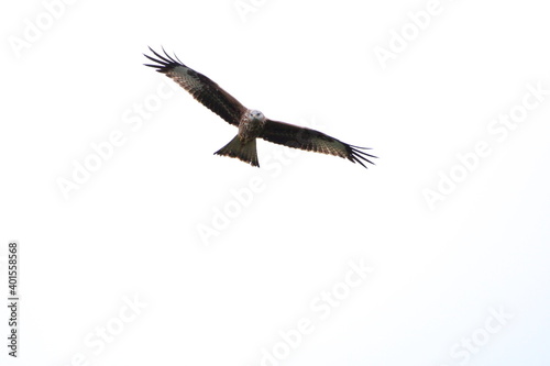 Red kite