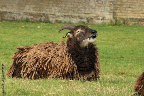 sheep in the field